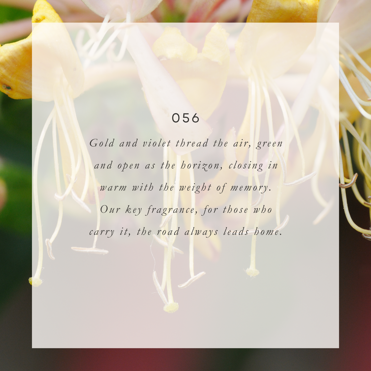 Signature Scent | 056